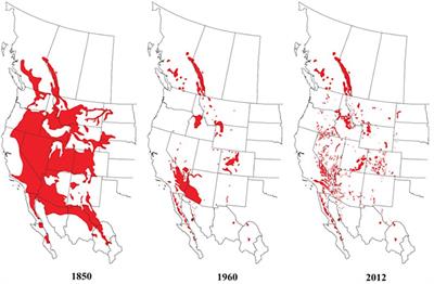 Restoration of bighorn sheep: History, successes, and remaining conservation issues